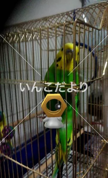 コメントの画像