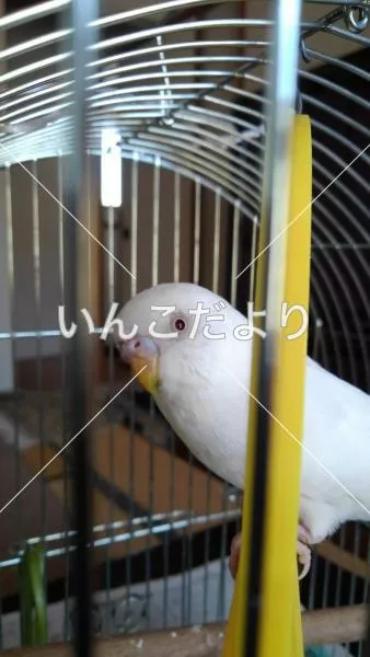 コメントの画像