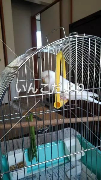 コメントの画像