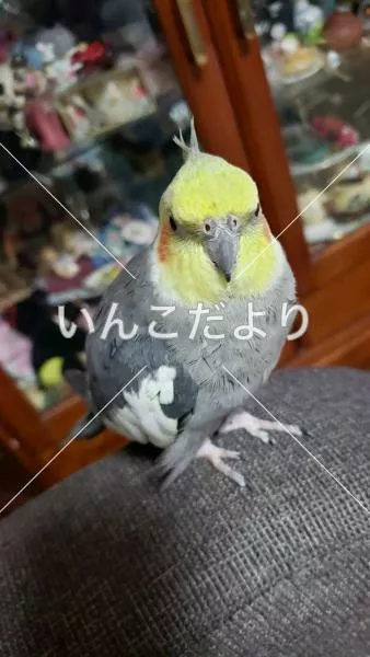 コメントの画像