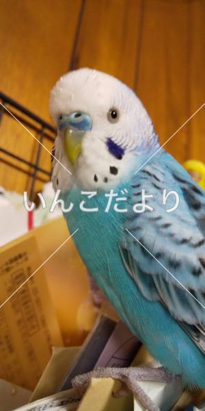 コメントの画像