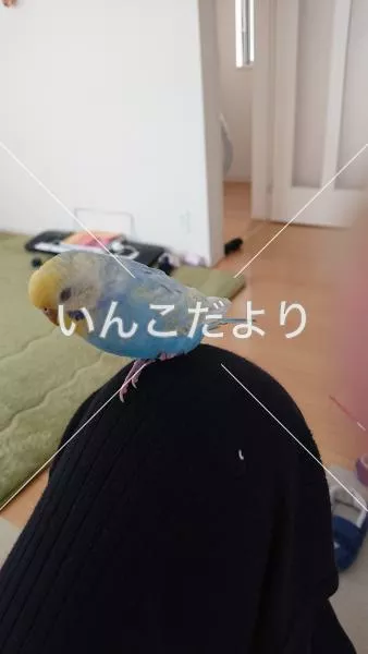 コメントの画像