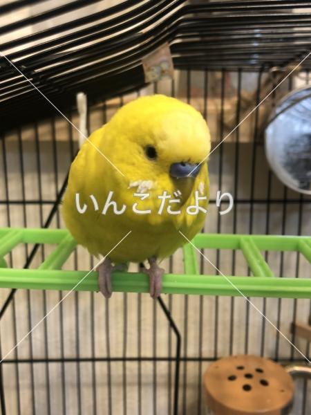 コメントの画像