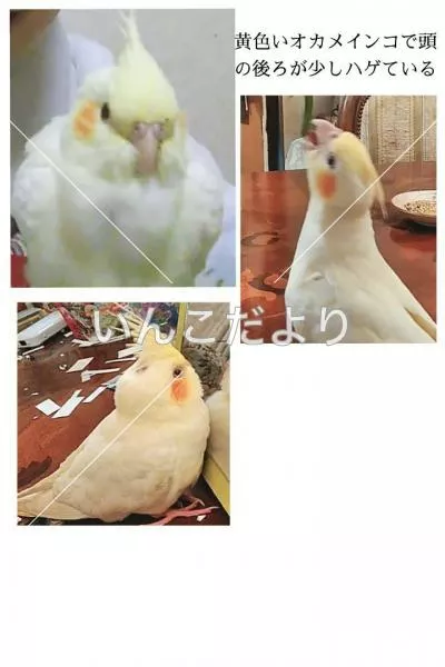 コメントの画像