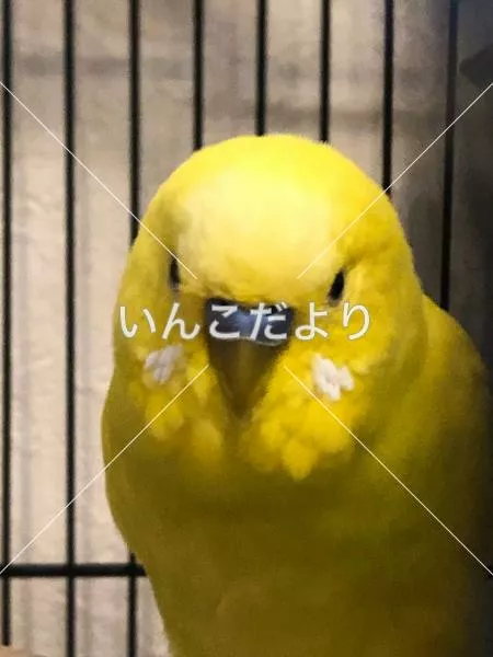 コメントの画像