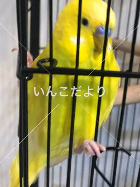 コメントの画像