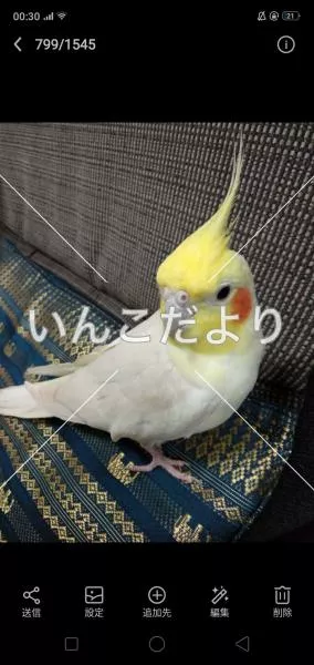 コメントの画像