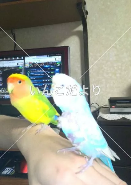 コメントの画像