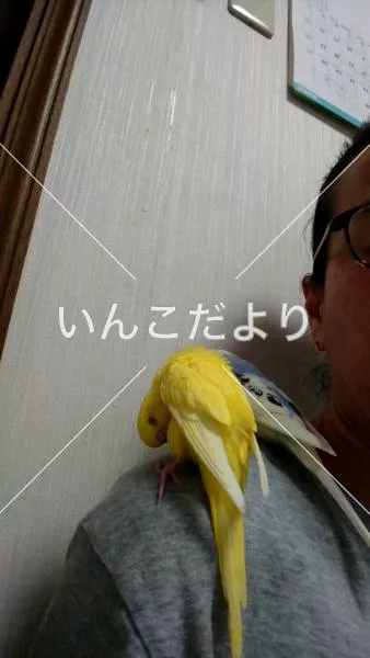 コメントの画像