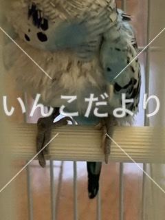コメントの画像