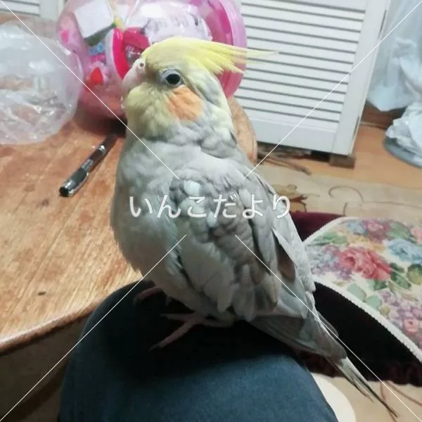 コメントの画像