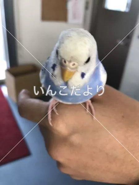 コメントの画像