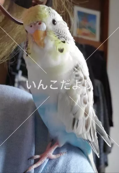 コメントの画像