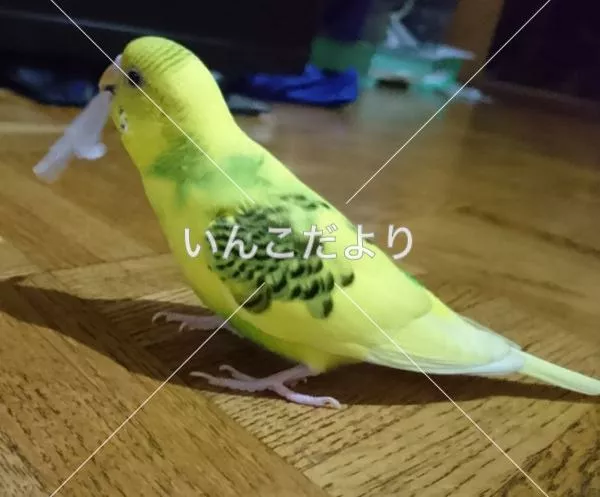 コメントの画像