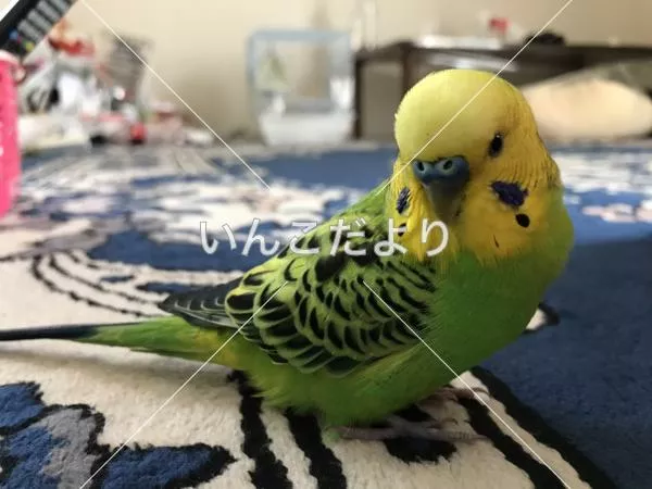 コメントの画像