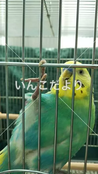 コメントの画像