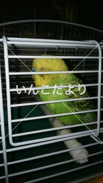 コメントの画像