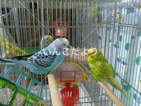 コメントの画像