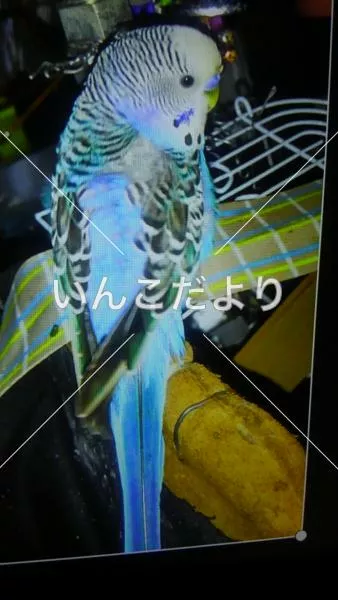 コメントの画像