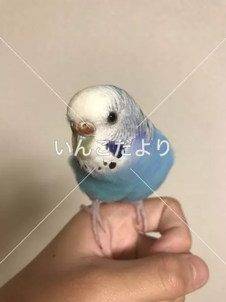 コメントの画像