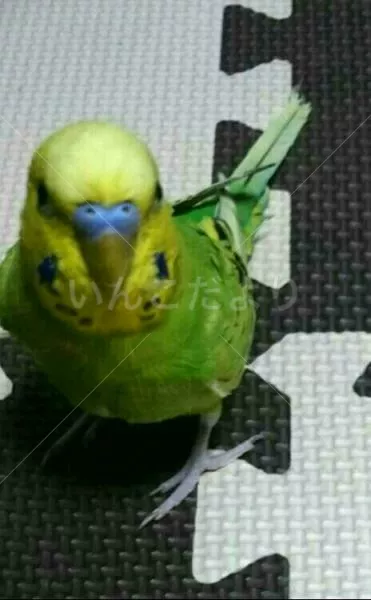 コメントの画像