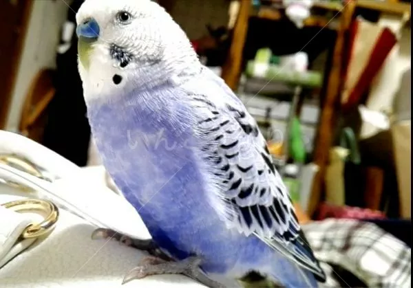 コメントの画像