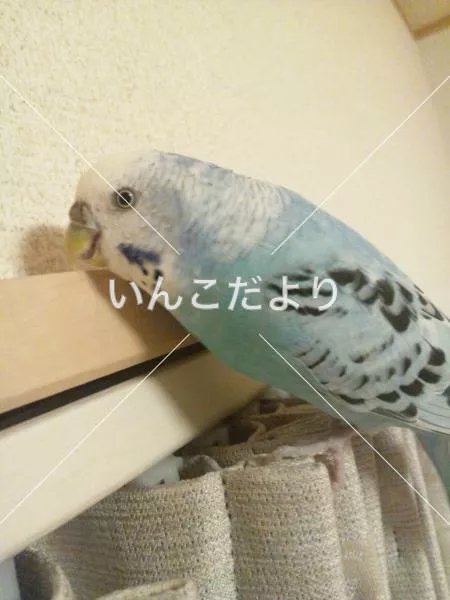 コメントの画像