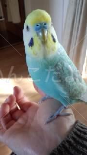 コメントの画像