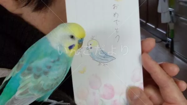 コメントの画像