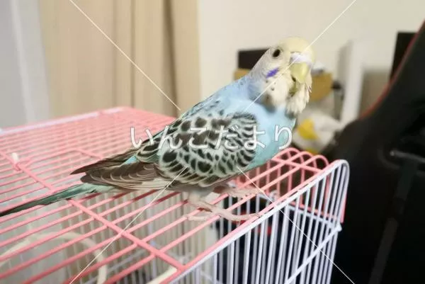 コメントの画像