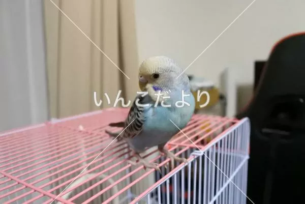 コメントの画像