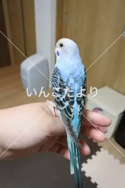 コメントの画像