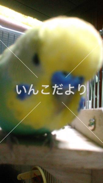 コメントの画像