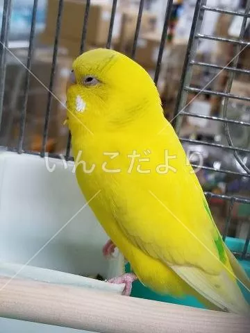 コメントの画像