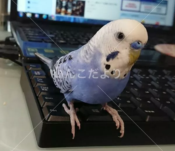 コメントの画像