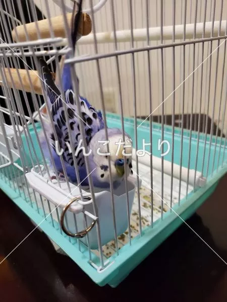 コメントの画像