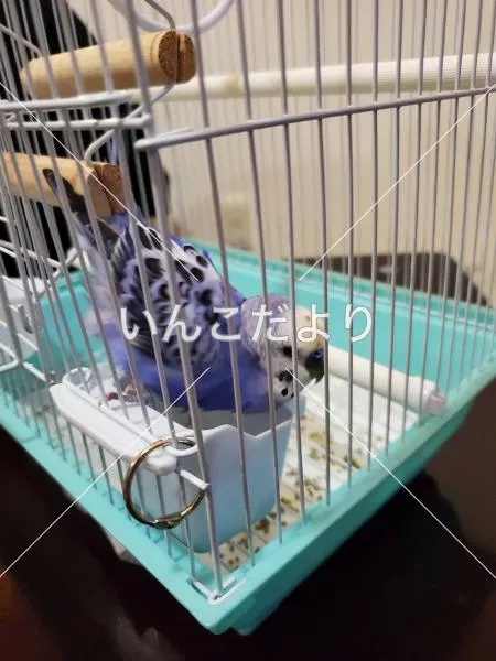 コメントの画像