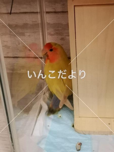 コメントの画像