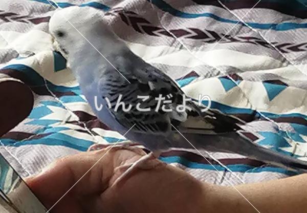 コメントの画像