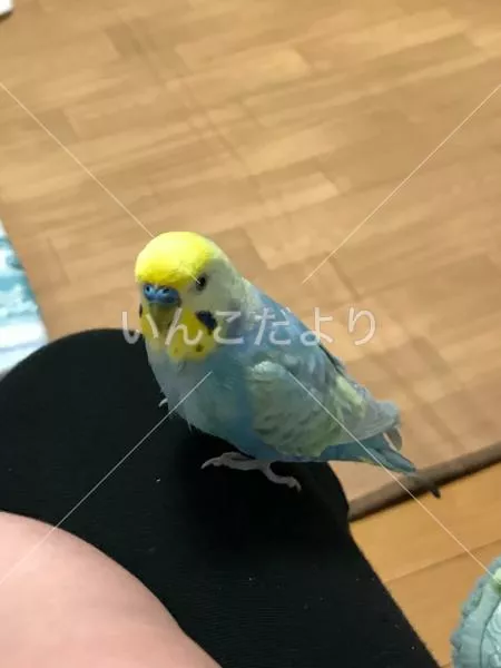 コメントの画像