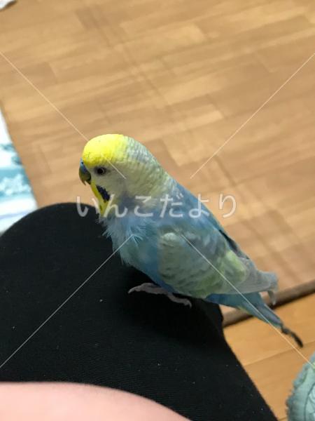 コメントの画像