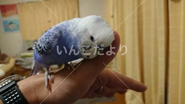 コメントの画像