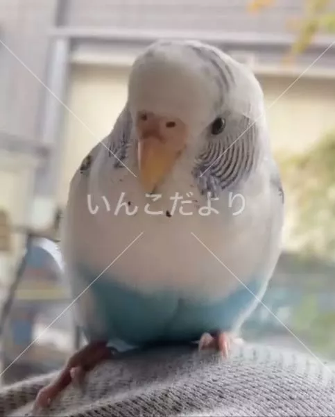 コメントの画像