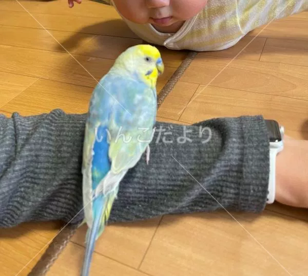 コメントの画像