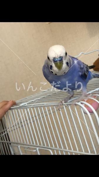 コメントの画像