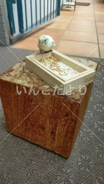 コメントの画像