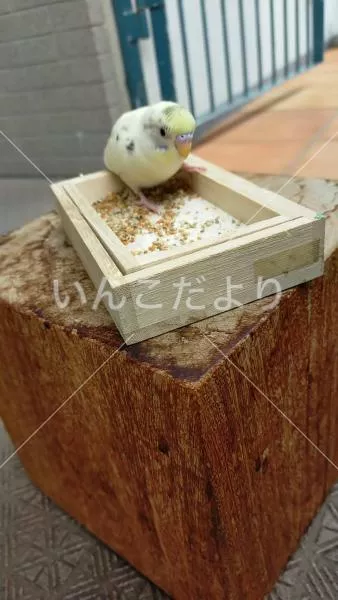 コメントの画像