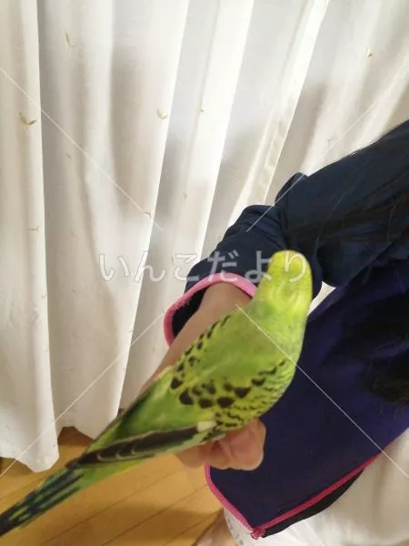 コメントの画像