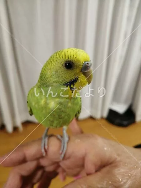 コメントの画像