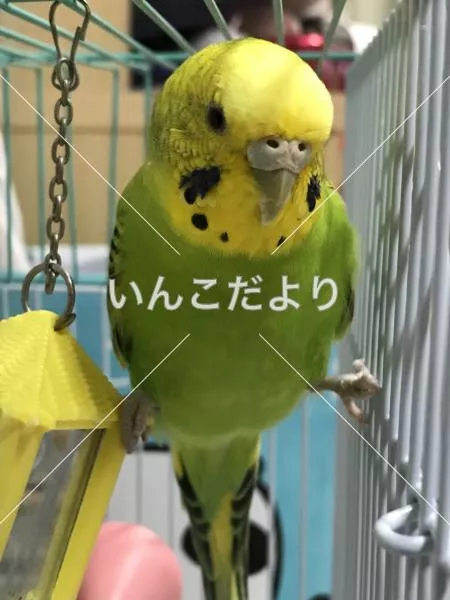 コメントの画像